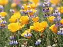 Fiori di campo