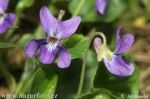 La strada delle viole  