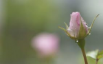 Un fiore chiamato donna