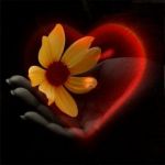 Un amore con le ali