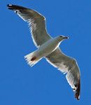 Volo solitario