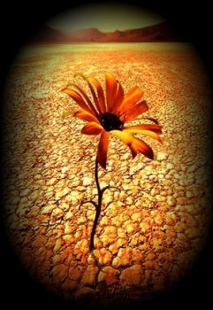 Non desiderare  l'unica perfezione  