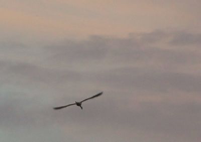 Volo  