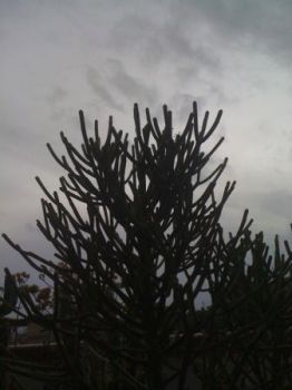Senza sole  