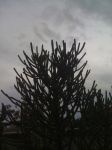 Senza sole  