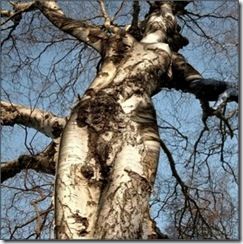 Tenebra che tace e partorisce luce