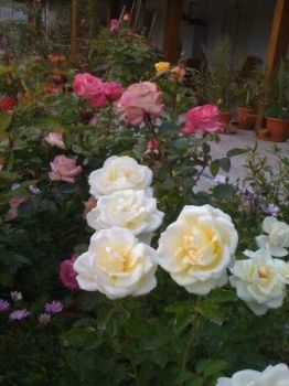 Mattino dottobre tra le rose