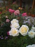 Mattino dottobre tra le rose