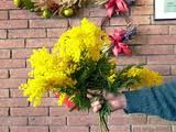 Fiori gialli