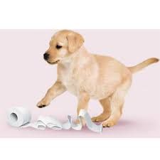 Preghiera del cane