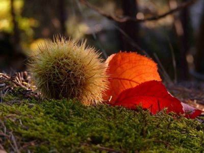 Voci d' autunno