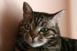 Bastet dagli occhi di giada