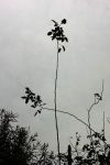 Rosa d’autunno