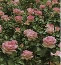 La rosa pi bella del mondo