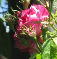 Fiori II