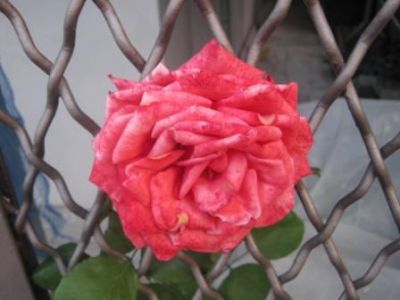 Una rosa tardiva