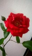 Voglio regalarti una rosa