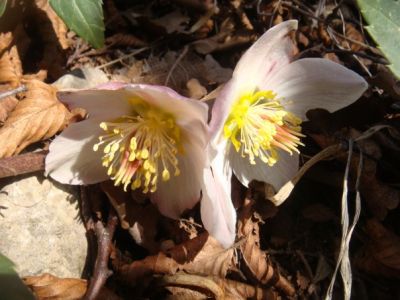 Aria di bosco