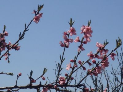 C'era l'acetosella