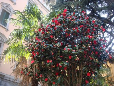 Giocando con i fiori