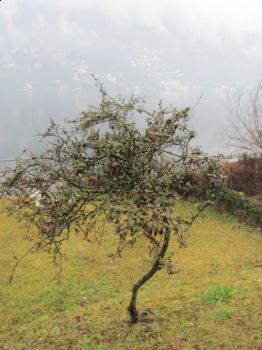 Sensi  