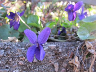 Delle violette  