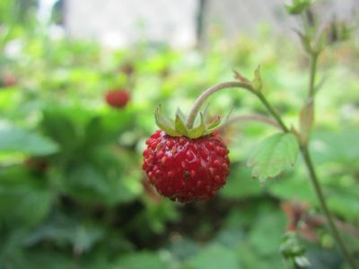 Proibita  