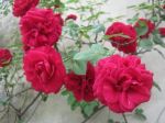 Sogno di rose  