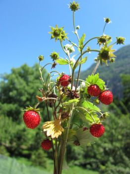 Le fragole dell'amore  