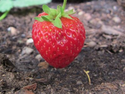 La fragola  