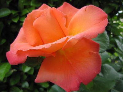 Bocciolo di rosa