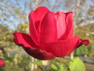 Cosa c' nell'amore