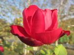 Cosa c' nell'amore