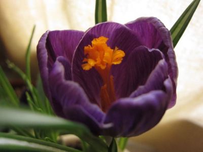 Viola  