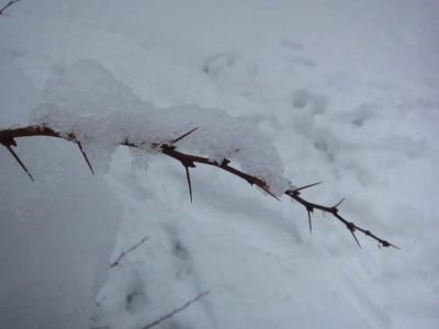 Spine  