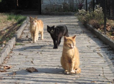 La banda dei gatti  