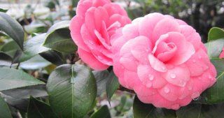 Le camelie rosa