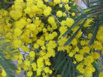 La mimosa dell'otto marzo