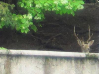 Cervo in citt