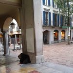 Alla colonna