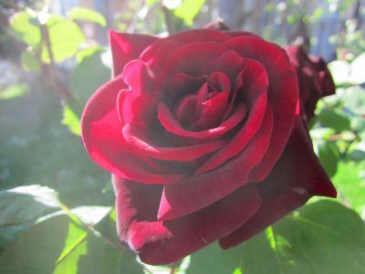 Festa della mamma