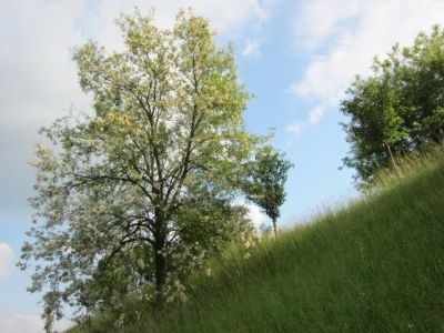 Come le foglie - Comme les feuilles