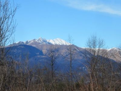 Oltre i rami