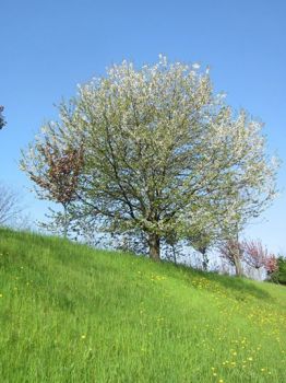 Il papà