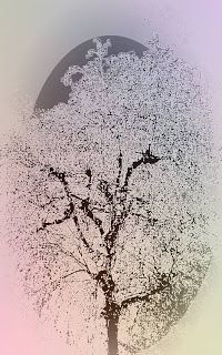 Pianti d'amore