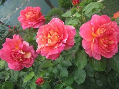 Baci di rose