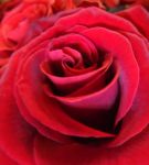 Rosa d'amore
