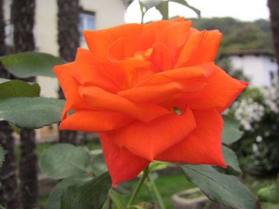 Al primo amore