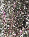 Fiori di pesco