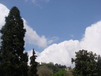 Come alberi forti